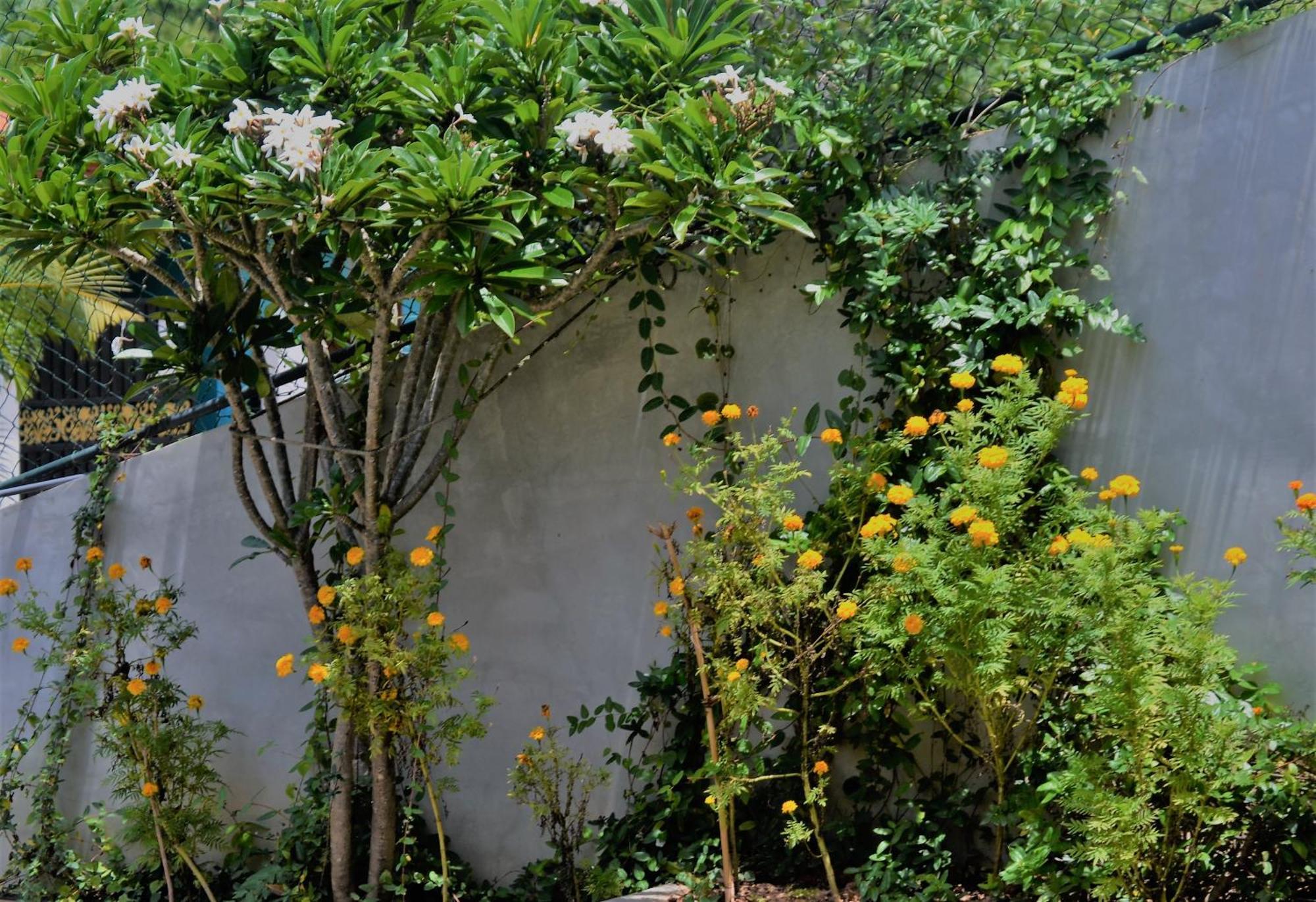 Bellaxy Ceylon Bed & Breakfast Bagian luar foto